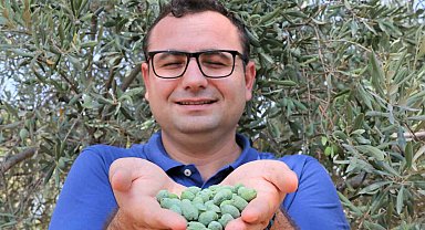 Çöl sıcakları zeytin üretimini vurdu, yüzde 50 kayıp bekleniyor