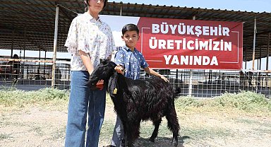 Denizli'de 489 üreticiye 978 adet damızlık koç ve teke hibe edildi