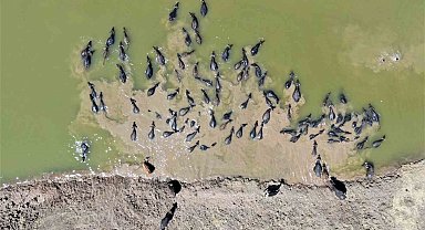 Diyarbakır'da Afrika'yı aratmayan görüntü