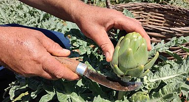 İlk kez dikilen enginar 20 gün sonra ihracata hazır olacak