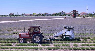 Karatay Lavanta Bahçeleri'nde hasat zamanı