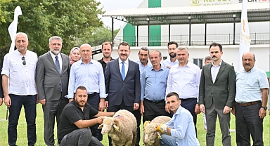 Kepsut’ta 85 Üreticiye 585  Küçükbaş Desteği   