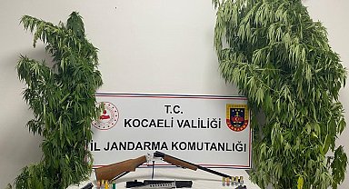 Kocaeli'de 35 kök kenevir ele geçirildi
