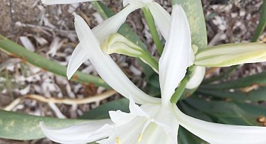 Kum zambağı koparmanın cezası 244 bin 315 TL