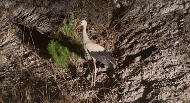 Leylekler İçin Köylerde Elektrikler Kesildi 