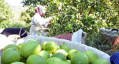 Muğla'da limon üretiminde yüzde 222 artış bekleniyor