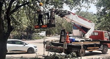 Ören’de Anıt Ağaçlar Özel Koruma   