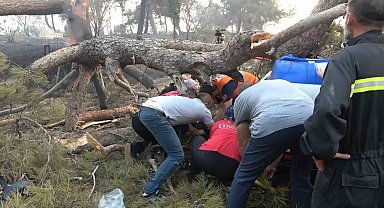 Orman yangına müdahale ederken üzerine ağaç devrildi