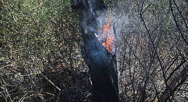 Ot çalılık yangınında onlarca zeytin ağacı küle döndü