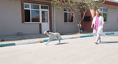 Protez patili 'Benek' yürümeye başladı