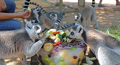 Sıcaktan bunalan hayvanlara buzlu meyve servisi