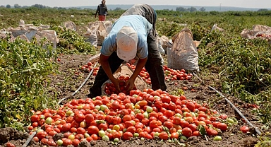Sındırgı’da Salçalık Domates Hasadı Ve Alımlar Başladı