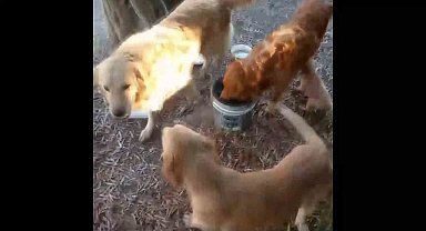 Tel örgüleri kesip yıllardır okulda beslenen 2 köpeği çaldılar