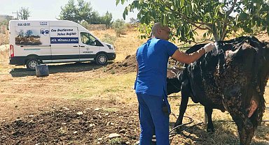 Yangından etkilenen hayvanlara tıbbi müdahale