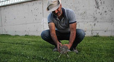 Yaralı bulunan balaban kuşu tedavi altına alındı
