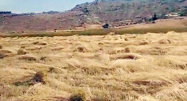 Yaylalarda hububat hasadı başladı