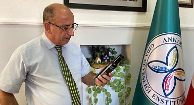 Zeytin ağaçlarını iklim değişikliği vurdu