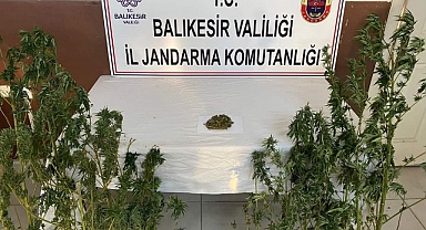 Balıkesir’de Kenevir Yetiştirilen Eve Baskın 