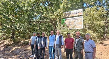 Balıkesir'de Meşe Ağaçları Koruma Altına Alındı   