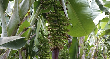 Balıkesir Muzu Jeotermal Serada Yetişiyor