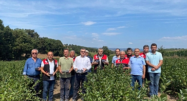 Balya'da Aronya Hasadı Başladı