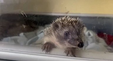 Bebek kirpiler koruma altında