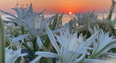 Bu Çiçeği Sakın Kopartmayın! Cezası 244 Bin Tl