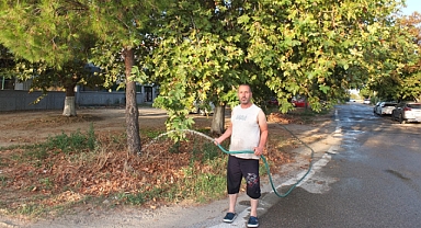 Burhaniye’de 22 yıl önce sokağa diktiği çınar ağaçlarını sulamaya devam ediyor