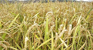 Çeltik Biçim Ve Kurutma Bedelleri Belirlendi   