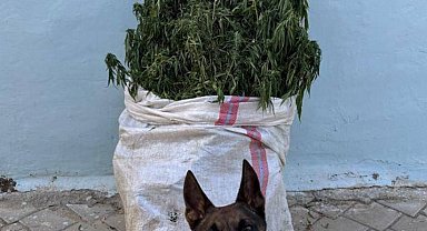 Denizli'de 10 kilo esrar yakalandı