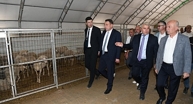 Dursunbeyli Üreticiye Damızlık Küçükbaş Hayvan Desteği