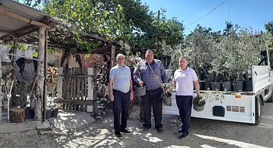 Edremit'ten Çanakkale'ye 250 Zeytin Fidanı
