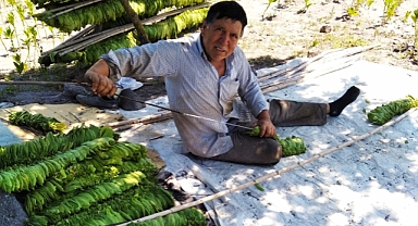 Ekenlerin Sayısı Azalınca Tütün Fiyatları Yükseldi 