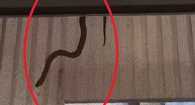Evin içerisine giren yılan perdeden süzülerek inmeye çalıştı