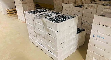 İstanbul'da boy yasağına aykırı avlanan 3 ton istavrit balığına el konuldu