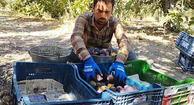 Kraliçe incirinde fiyat oyunu