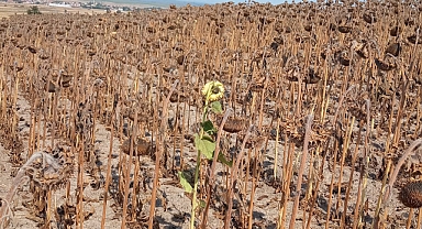 Kuraklık Ayçiçeğini Olumsuz Etkiledi   