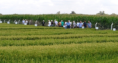 Manyas’ta Çeltik Tarla Günü Düzenlendi   