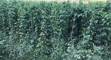 Sebze meyve üretiminde güz bereketi