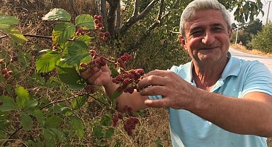 Şifa deposu böğürtlene büyük ilgi