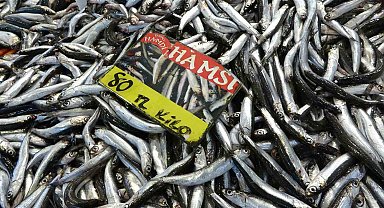 Tezgahlarda hamsi bolluğu yaşanıyor