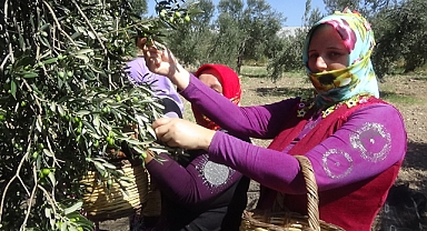 Yılın İlk Zeytin Hasadı Ve Zeytinyağı Üretimi Ayvalık'ta Yapıldı   