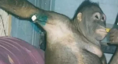 Yıllarca Esir Tutuldu! Yatağa Zincirlenerek Her Gün Tıraş Edildi Ve Erkeklerle Cinsel İlişkiye Zorlandı... Resmen İşkence