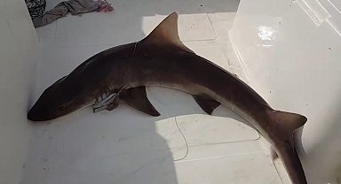 Balıkçıların ağına köpek balığı takıldı