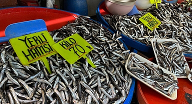 Bandırma'da Hamsi Bolluğu Yaşanıyor   