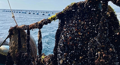 Bandırma'da Midye Hasadı Yapıldı