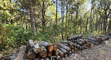 Bayramiç'te meşe ağaçlarını çalan 3 şüpheli tutuklandı
