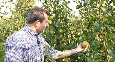 Deveci armudu hasadı başladı