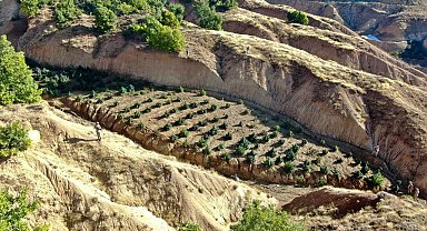 Diyarbakır'da 2 milyon 64 bin kök kenevir ve skunk ile 812 kilo esrar ele geçirildi