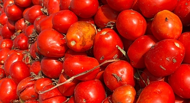 Domates Üreticisi Düşük Fiyatlar Nedeniyle Dertli 